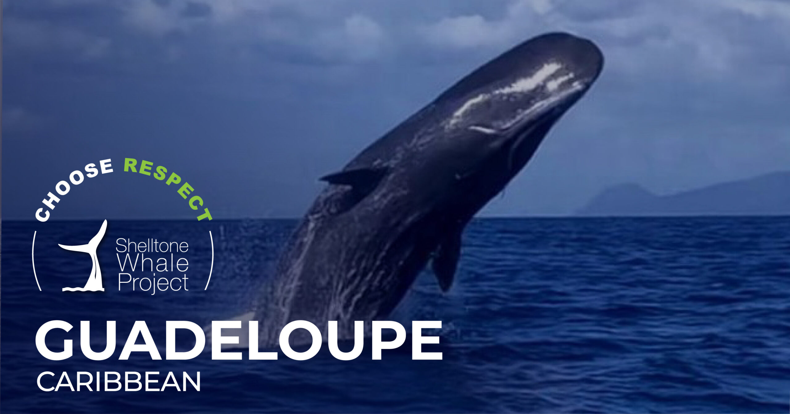 respectful-whalewatching-guadeloupe