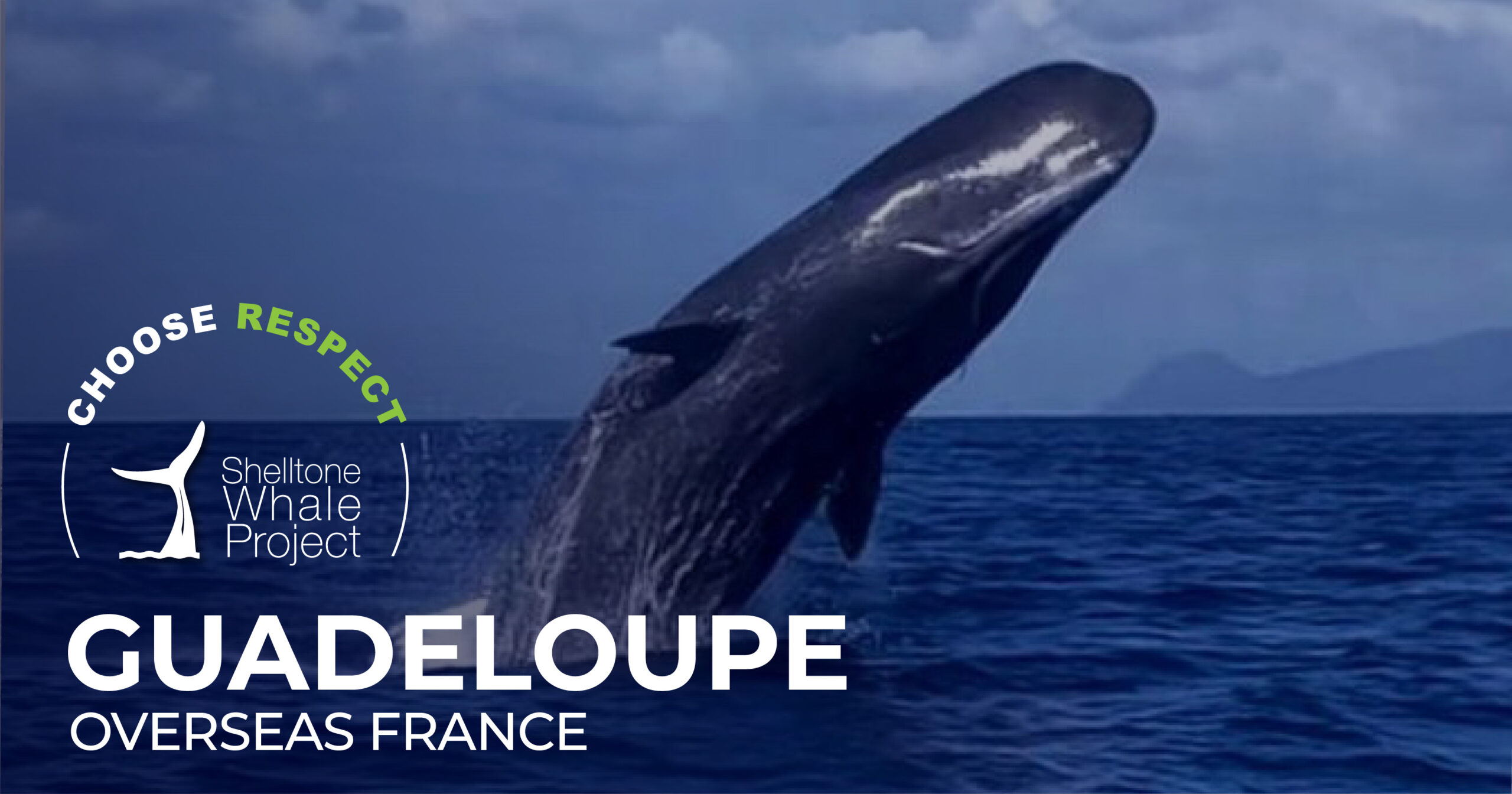 respectful-whalewatching-guadeloupe