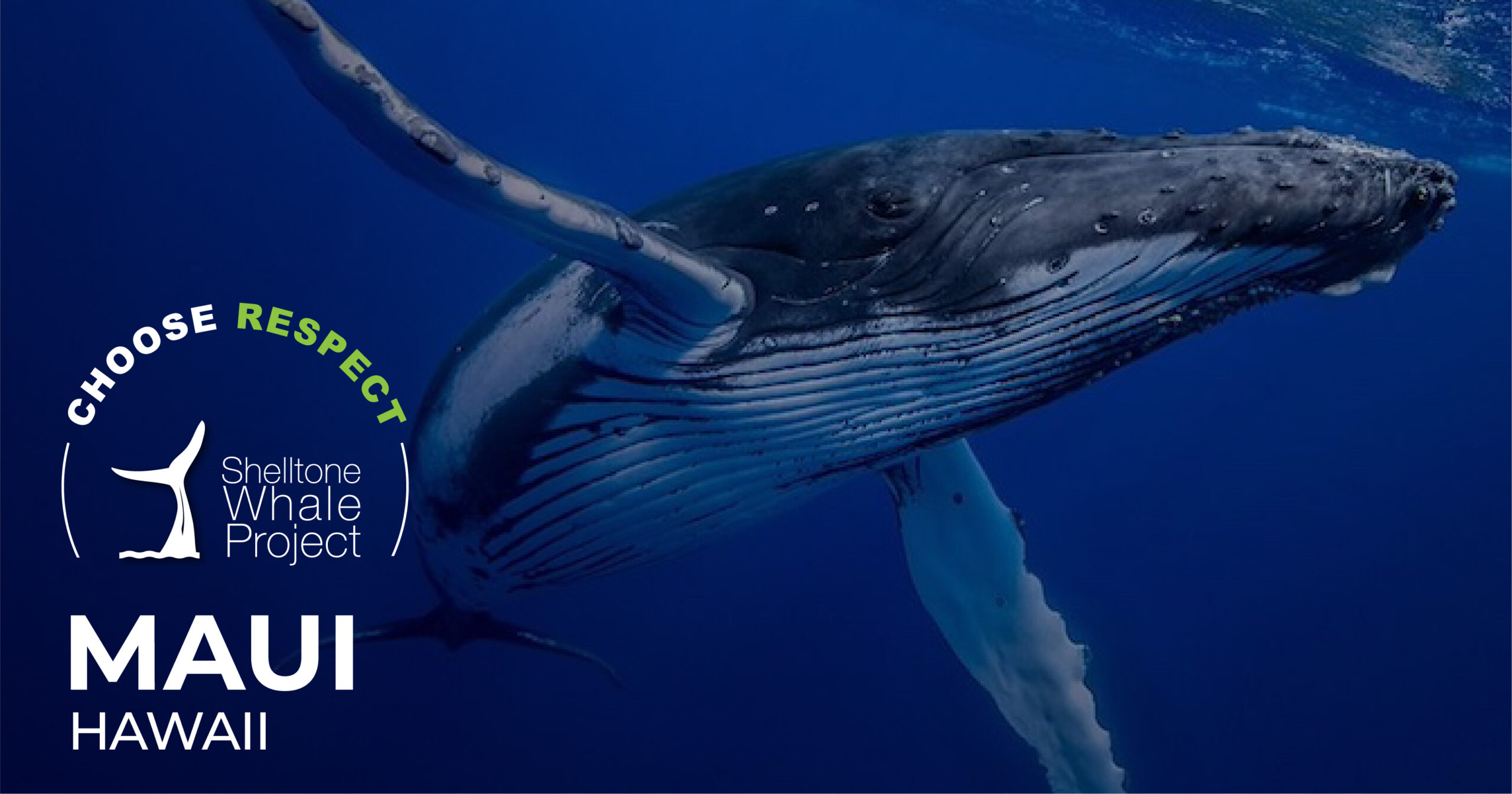 respectful-whalewatching-maui