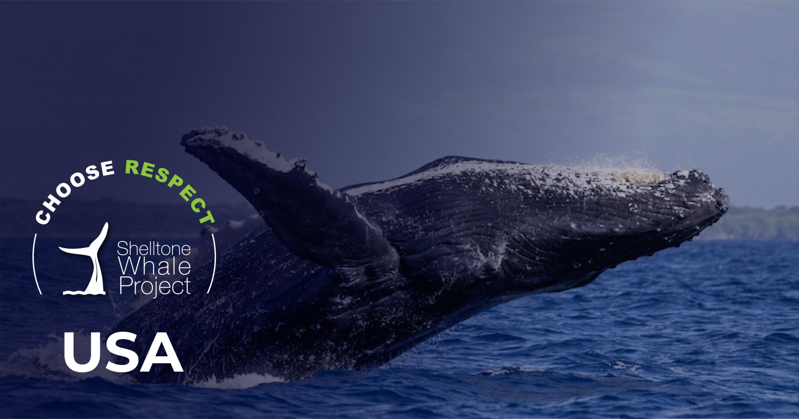 respectful-whalewatching-USA