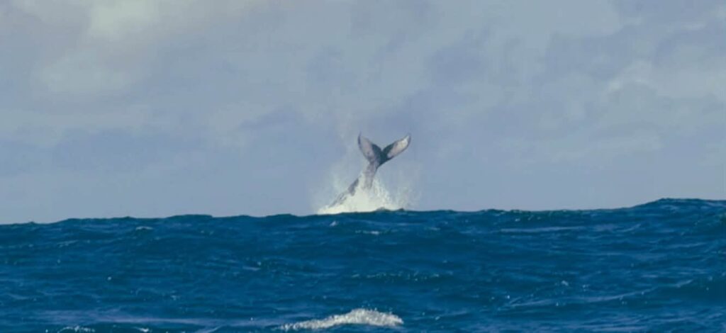 Whale Watching in Benin 4 Humpback whale performing tail flapping off the coast of Benin during the September 2026 Shelltone expedition.
