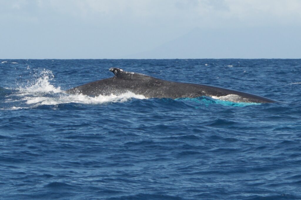 Whale Watching in Benin 1 Raya, a humpback whale photographed in Beninese waters, identifiable by a distinctive white marking along her dorsal region.