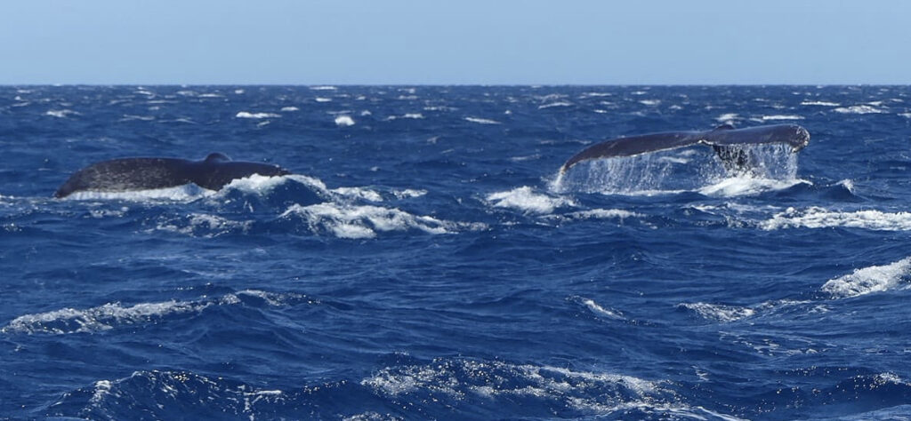 Whale Watching in Benin 5 Two humpback whales diving in Beninese waters during the Shelltone Whale Project's September 2026 scientific mission.